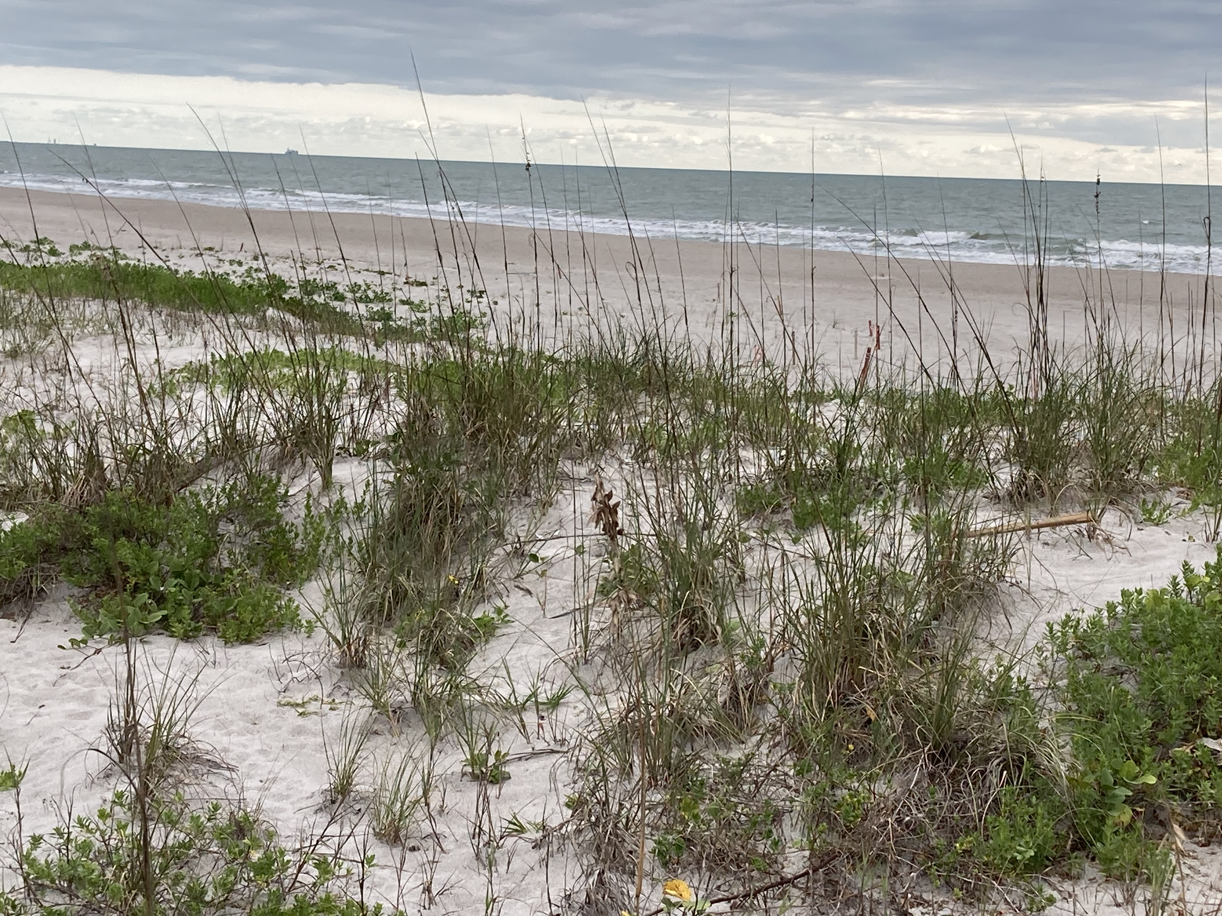 Climate Action Program